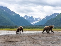Brown bear in Lake Clark National Park, Alaska