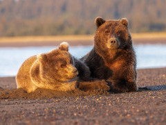 Brown bear in Lake Clark National Park, Alaska