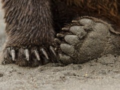 Brown bear's paws in Lake Clark National Park, Alaska