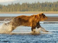 Brown bear in Lake Clark National Park, Alaska