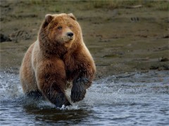 Brown bear in Lake Clark National Park, Alaska