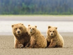 Brown bear mother and cubs in Lake Clark National Park, Alaska