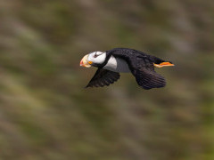 Horned puffin in Lake Clark National Park, Alaska