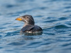 Rhinoceros auklet in Alaska