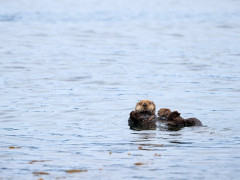 Sea otter in Alaska.