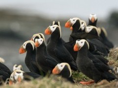 Tufted puffin colony in Alaska