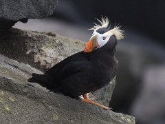 Tufted puffin in Alaska