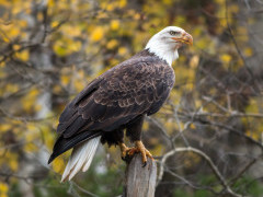 Bald eagle in Canada