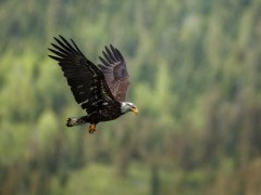 Bald eagle flying near the Rocky Mountains, Canada