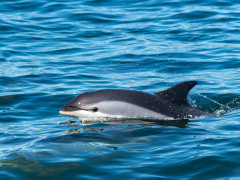 Atlantic white-sided dolphin in the Bay of Fundy, Canada.