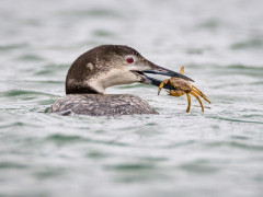 Common loon in the Bay of Fundy, Canada