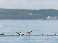 Common murres in the Bay of Fundy, Canada
