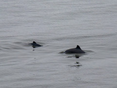 Harbour porpoise in the Bay of Fundy, Canada