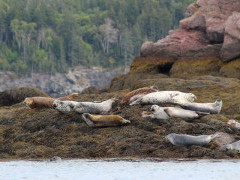 Harbour seal in the Bay of Fundy, Canada