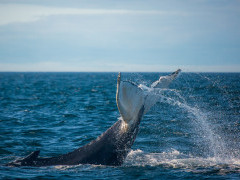 Humpback whale in the Bay of Fundy, Canada