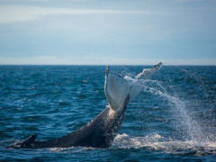 Humpback whale in the Bay of Fundy, Canada