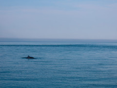 Minke whale in the Bay of Fundy, Canada
