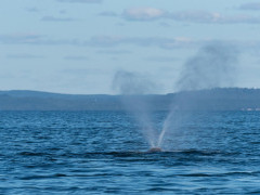 North Atlantic right whale in the Bay of Fundy, Canada.