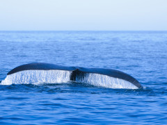 North Atlantic right whale in the Bay of Fundy, Canada
