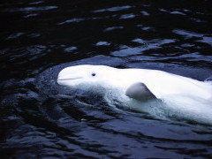Beluga whale in Canada