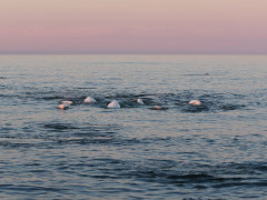 Beluga whales in Canada.