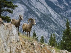 Bighorn sheep in Banff National Park, Canada