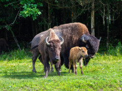 Bison in Canada