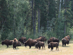 Bison in Canada