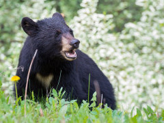 Black bear in Canada