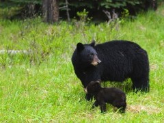 Black bear in Jasper National Park, Canada