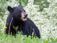 Black bear in the Rocky Mountains, Canada