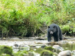 Black bear in British Columbia, Canada