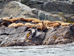Steller's sea lion in Haida Gwaii, Canada
