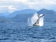 Humpback whale in British Columbia, Canada