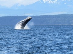 Humpback whale in British Columbia, Canada
