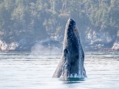 Humpback whale in British Columbia, Canada