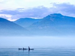 Orca in British Columbia, Canada