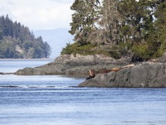 Steller's sea lion in British Columbia, Canada