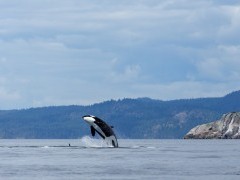 Orca in British Columbia, Canada