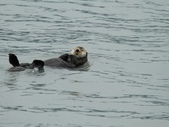 Sea otter in British Columbia, Canada