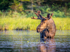 Moose in Canada