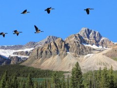 Canada geese flying by the Rocky Mountains, Canada