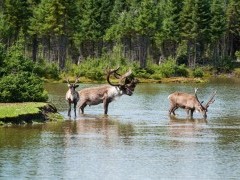 Caribou in Hudson Bay, Canada