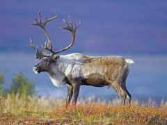 Caribou in Canada
