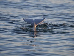 Beluga whale in Hudson Bay, Canada.