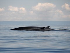 Fin whale in Canada