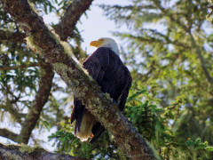 Bald eagle in Great Bear Rainforest, Canada