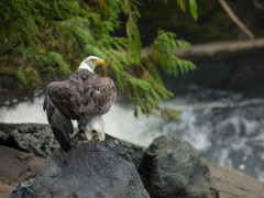 Bald eagle in Great Bear Rainforest, Canada.