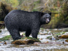 Black bear in Great Bear Rainforest, Canada.