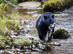 Black bear in Great Bear Rainforest, Canada.